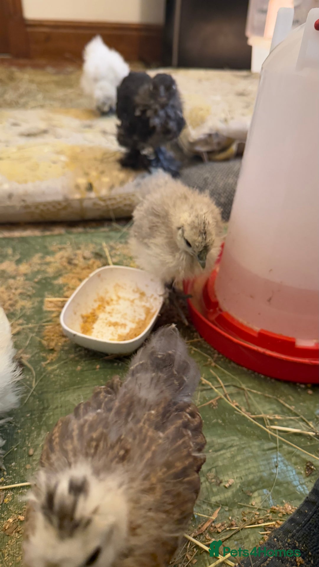Chickens poultry for sale: GORGEOUS HAND REARED MIXED SEX SILKIE CHICKS 🐥 - Image 11