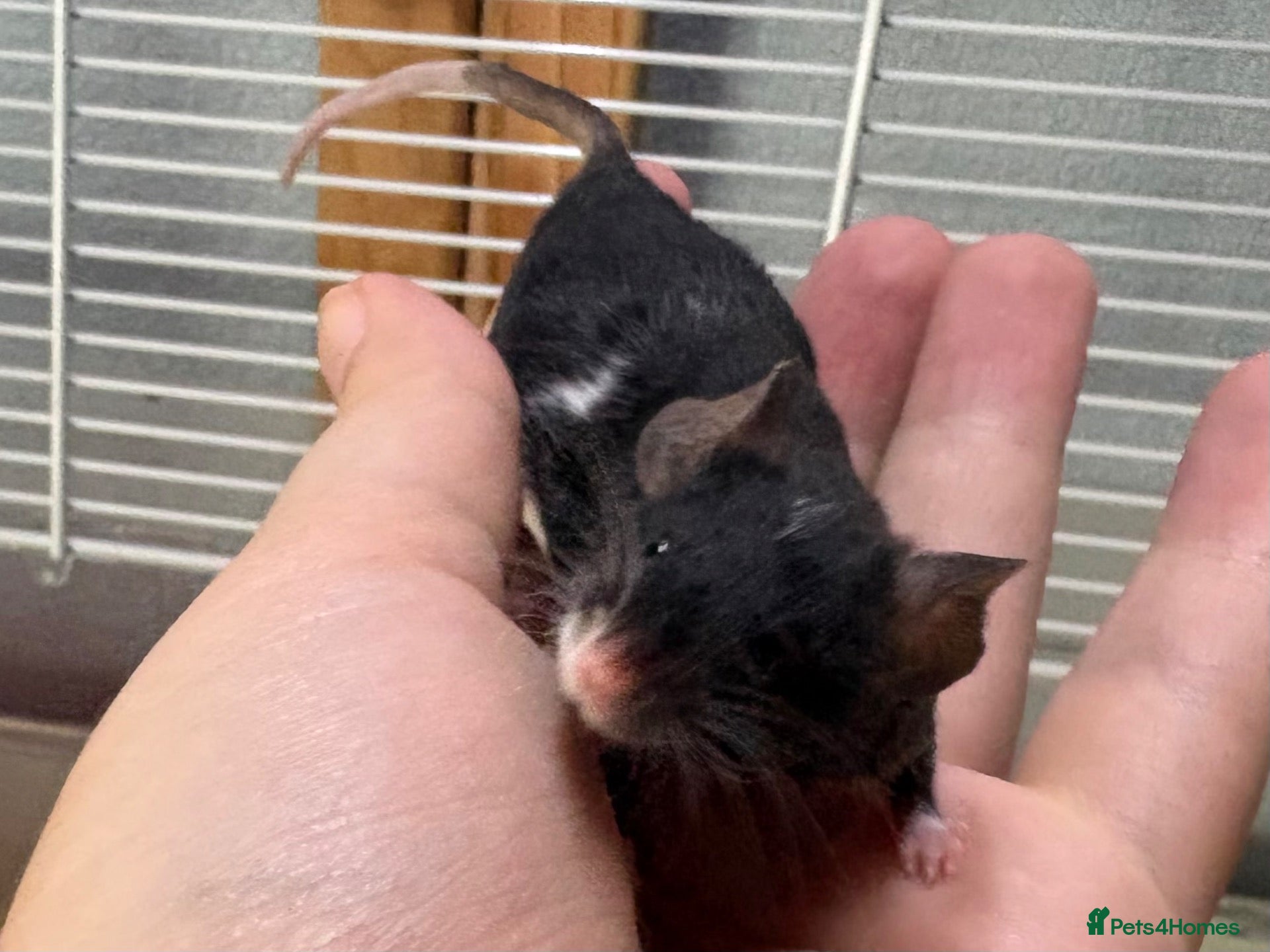 Mouse rodents Friendly baby black & white male with set up - Advert 1