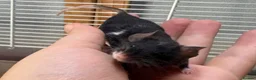 Mouse rodents for sale: Friendly baby black & white male with set up - Advert 1