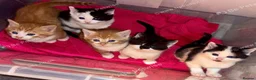 Mixed Breed cats for sale: 4 x beautiful kittens   - Advert 7