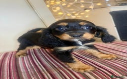 Cavapoo dogs for sale: F1 Cavapoo puppies - Advert 2