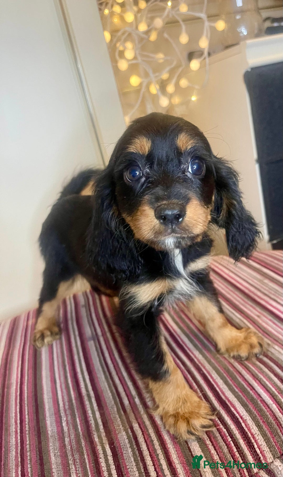 Cavapoo dogs for sale: F1 Cavapoo puppies - Advert 2