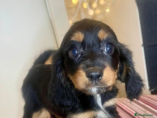 Cavapoo dogs F1 Cavapoo puppies - Advert 3