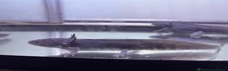 Axolotl reptiles for sale: Black melenoid axolotl  in Caldicot - Advert 11