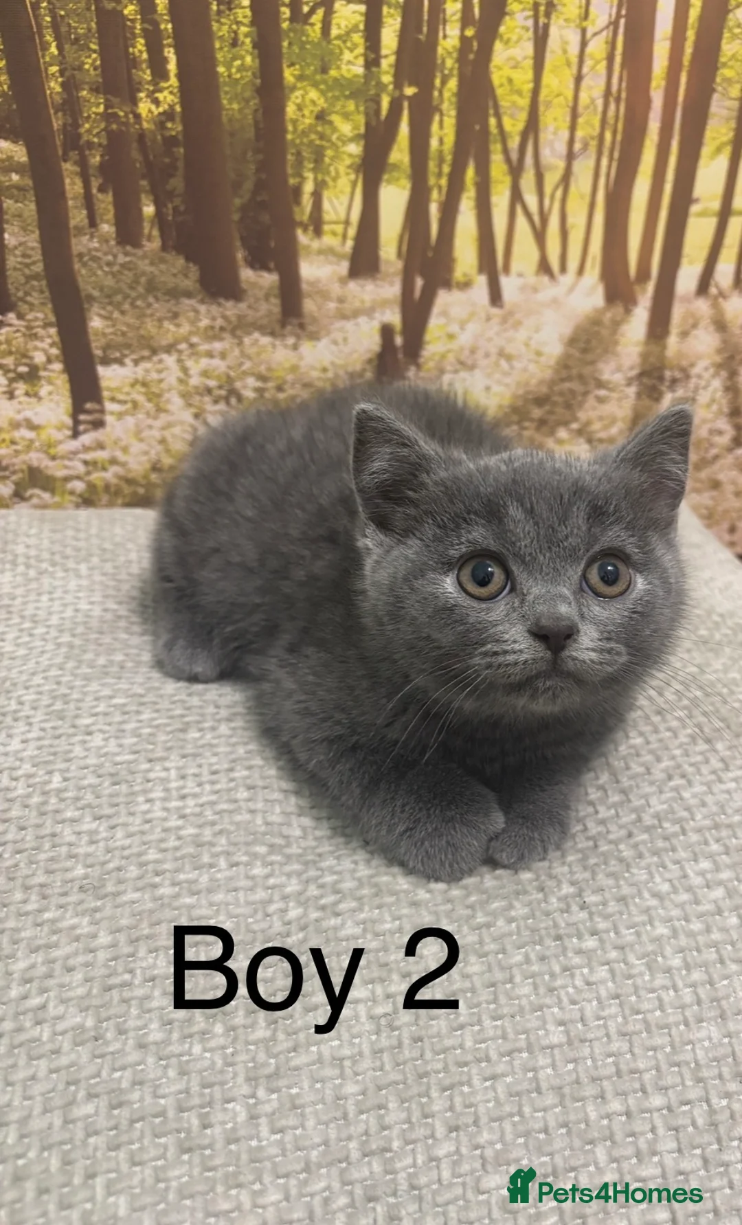British Shorthair cats for sale: British shorthair kittens - Advert 2
