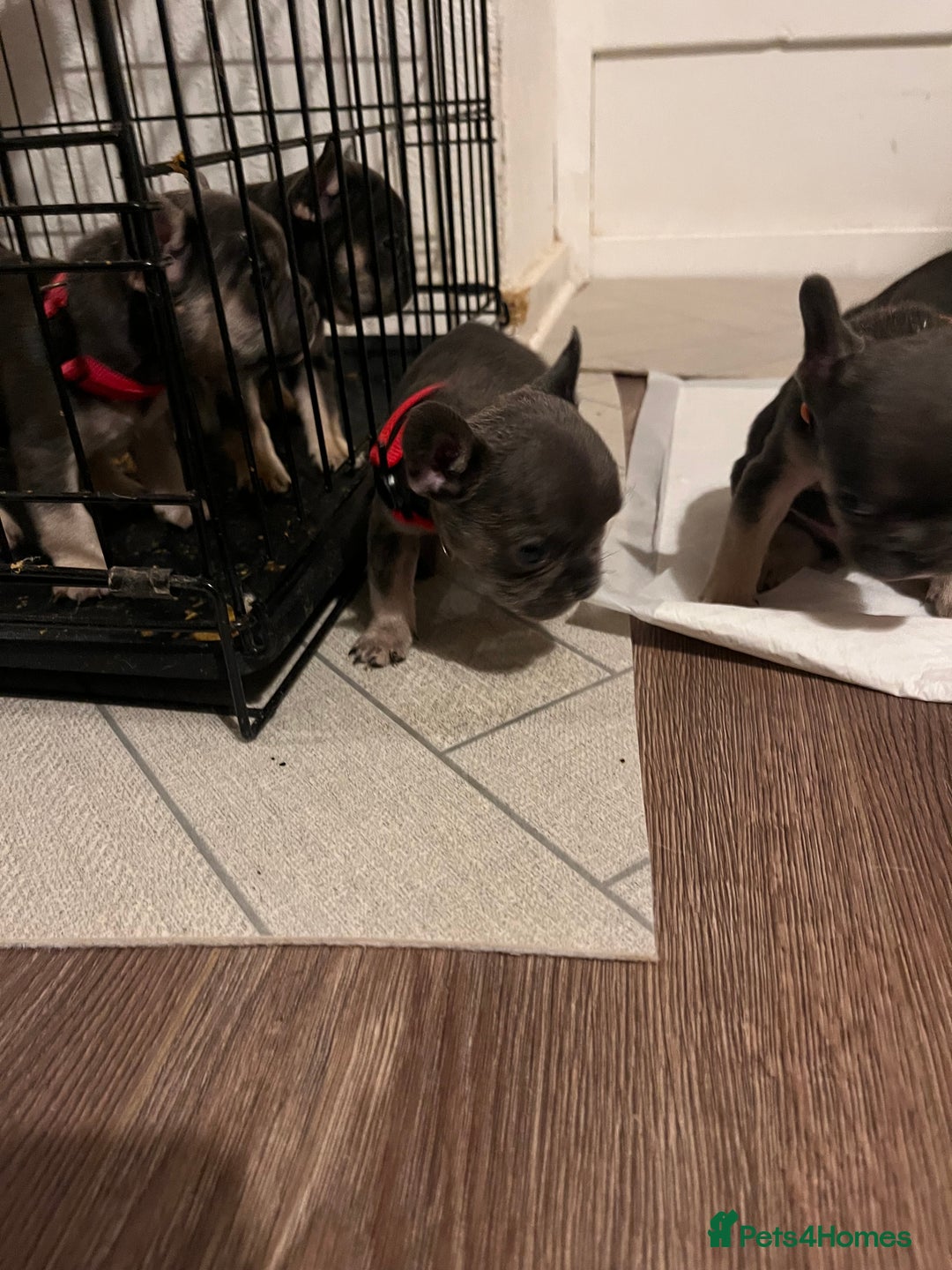 French Bulldog dogs for sale: Cutest frenchie pups  - Advert 29