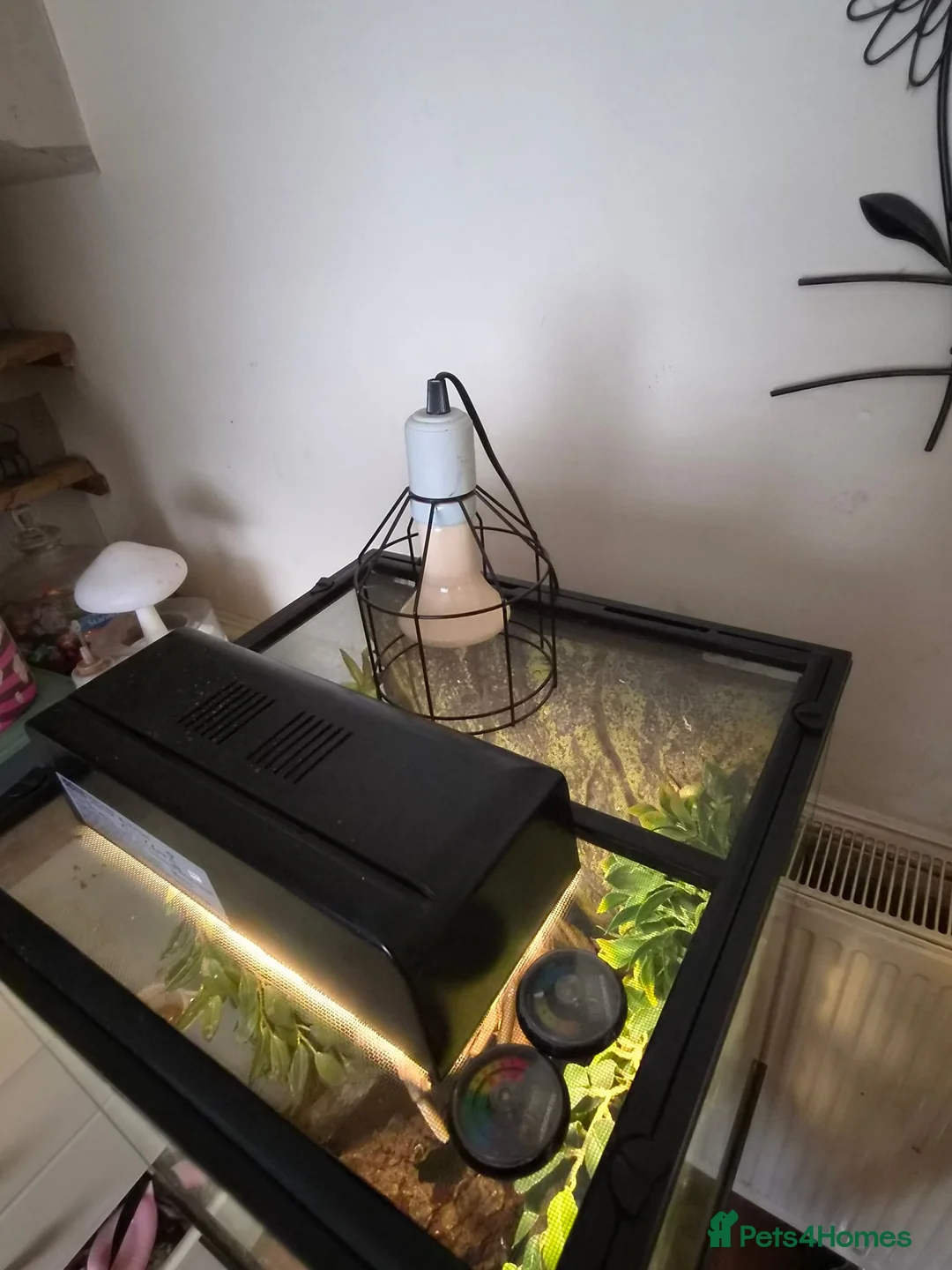 Gecko reptiles for sale: Crested gecko male comes with full setup - Advert 2