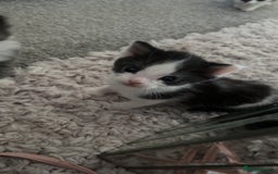 Mixed Breed cats for sale: Beautiful half Maine coon kittens ❤️ - Image 5
