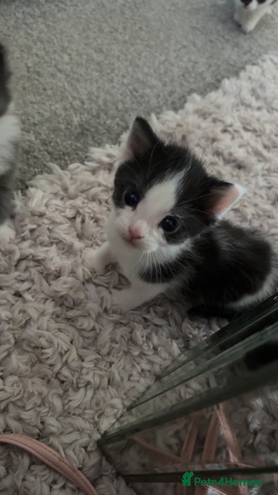 Mixed Breed cats for sale: Beautiful half Maine coon kittens ❤️ - Image 5
