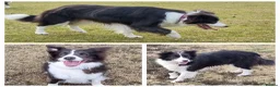 Border Collie dogs for sale: Exceptional, health tested, KC registered puppies - Advert 22