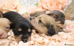 Miniature Dachshund dogs for sale: KC Longhair Miniature Dachshund Puppies - Image 29