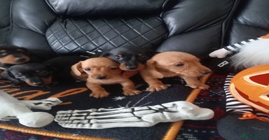 Miniature Dachshund dogs - Advert 9