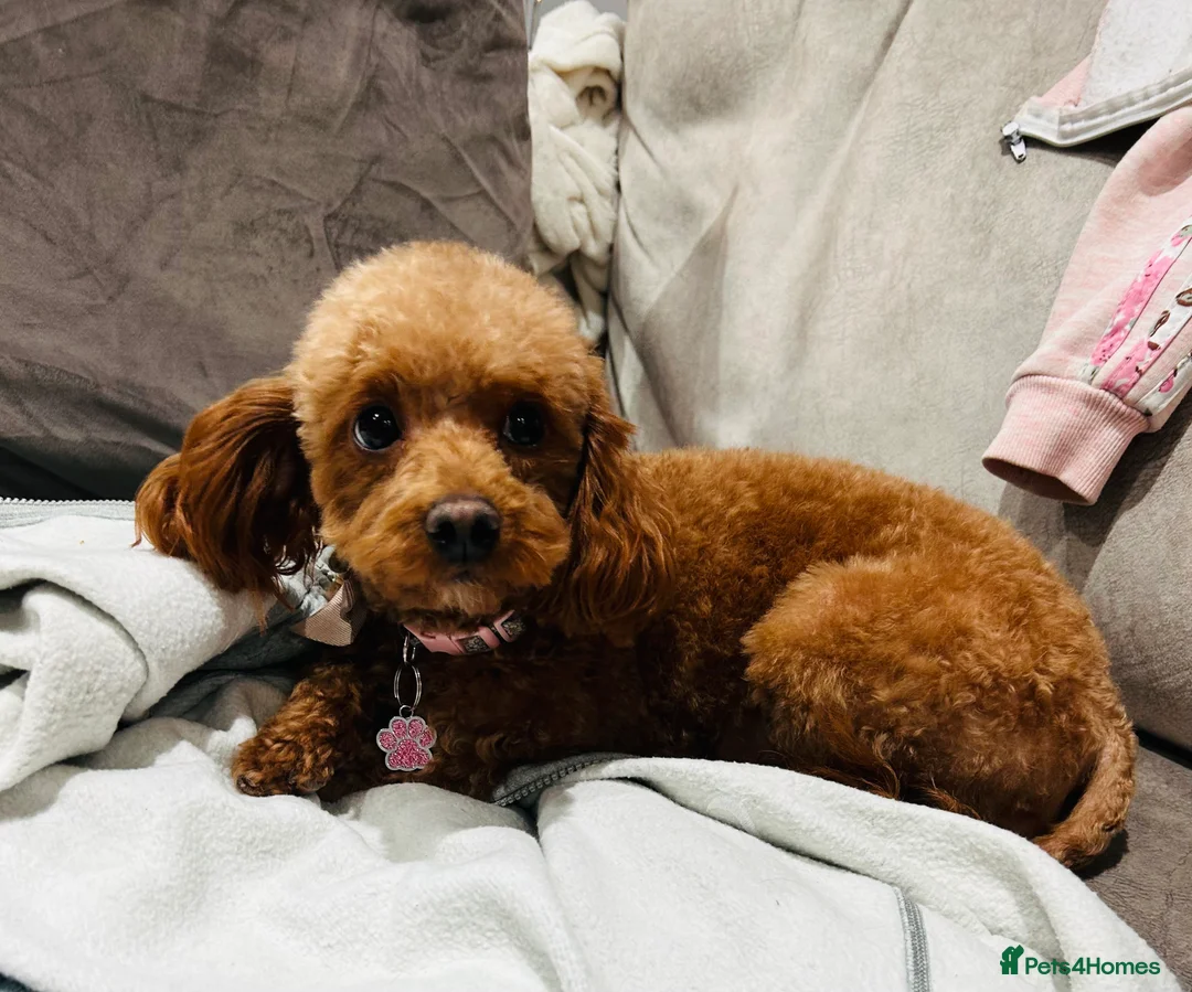 Cavapoo dogs for sale: Gorgeous black toy cavapoo puppy *sold* - Advert 8