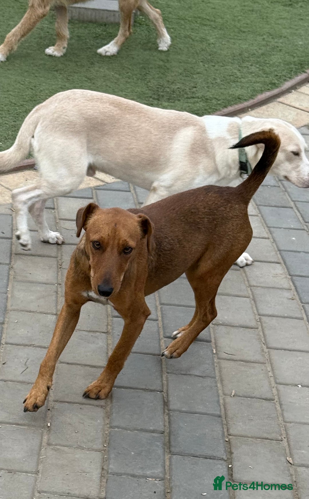 Fox Terrier dogs for adoption: Sweet Felix Needs LOVE - Advert 11