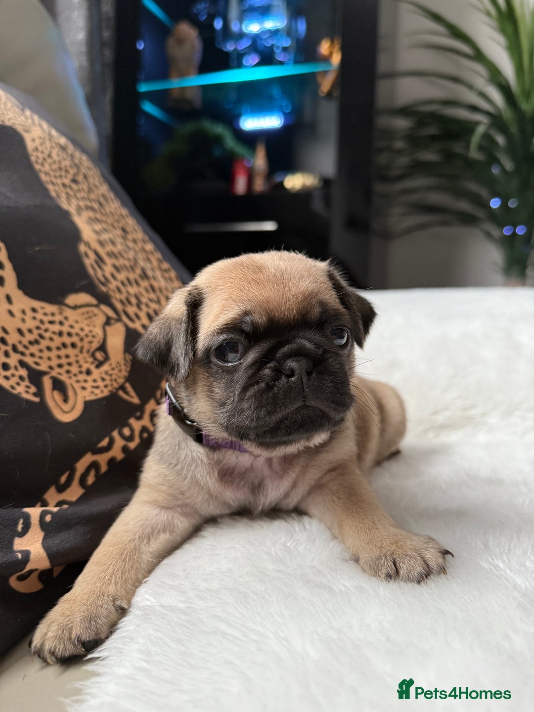 Pug dogs for sale: Cute Pug Puppies Looking for a New Home! ✨ - Advert 8