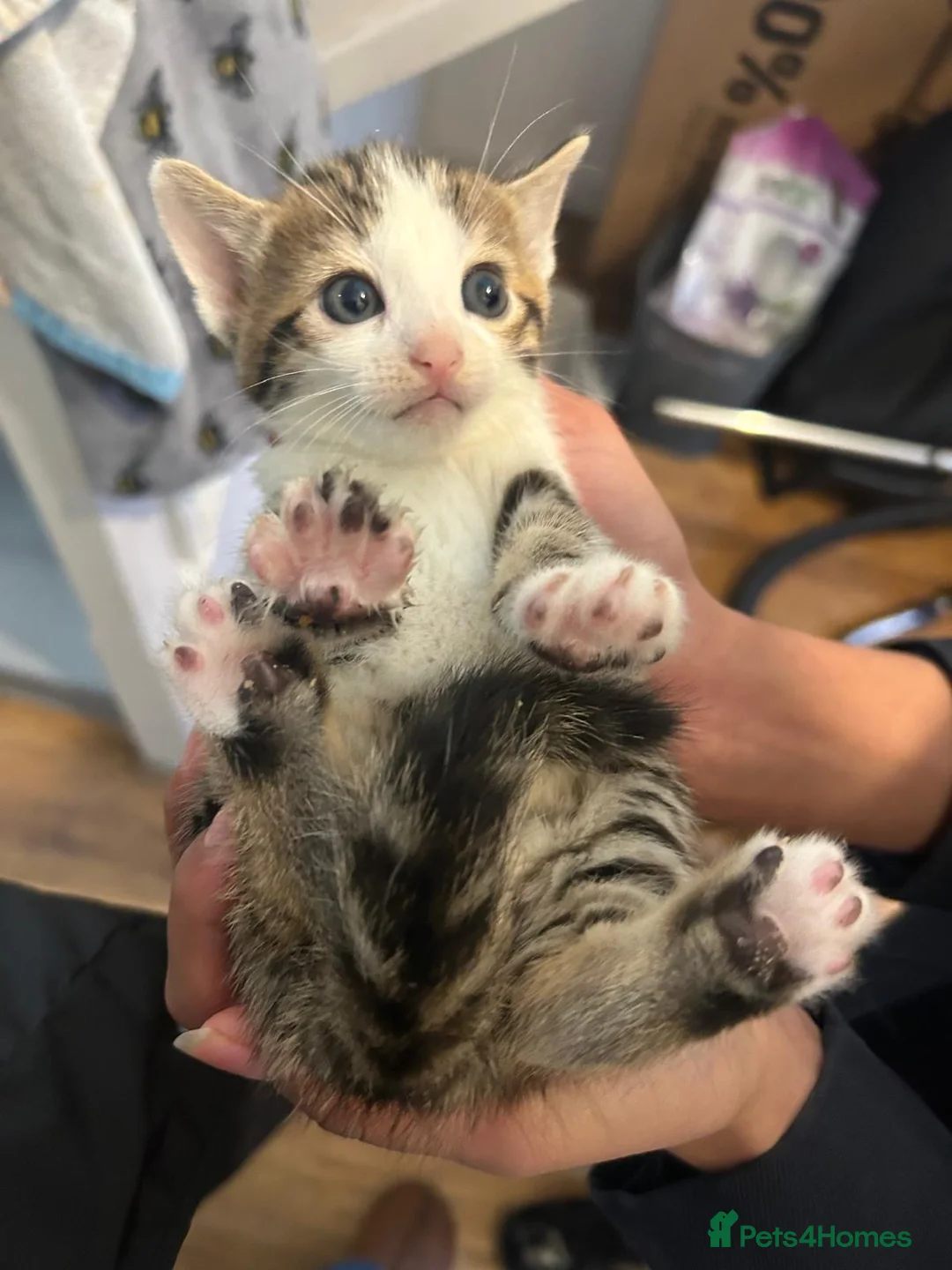 Bengal cats for sale: MIXED BENGAL KITTENS FOR SALE - Advert 7