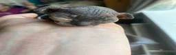 Sphynx cats for sale: Sphinx babies - Advert 9