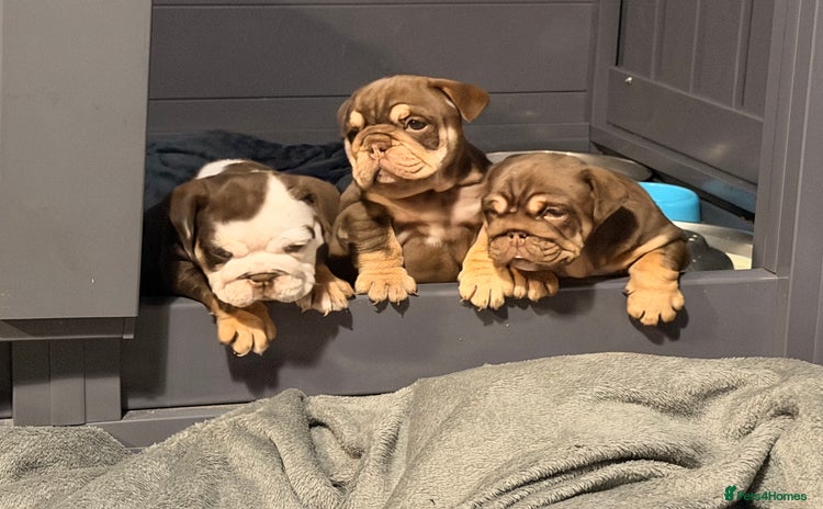 English Bulldog dogs - Advert 10