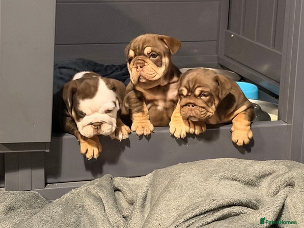 English Bulldog dogs - Advert 10