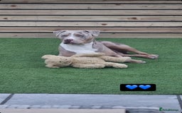 Staffordshire Bull Terrier dogs for stud:  Blue - Image 12