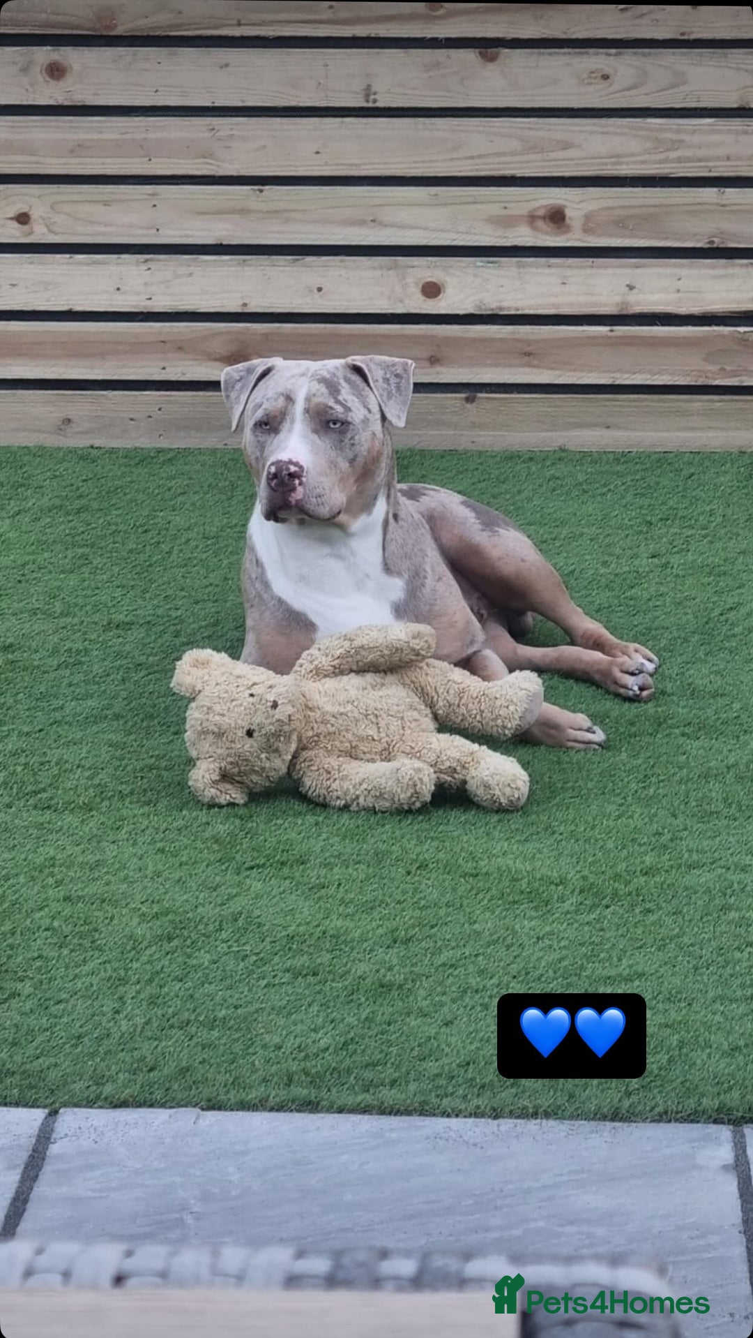 Staffordshire Bull Terrier dogs for stud:  Blue - Image 12