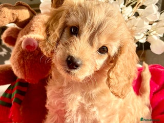 Cavapoo dogs Cavapoo - Advert 4