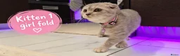 Scottish Fold cats for sale: 🐾 Beautiful Scottish Fold & Scottish Straight🐾 - Advert 17