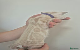 Bengal cats for sale: TICA large/clouded rosettes snow bengal kittens  - Image 5