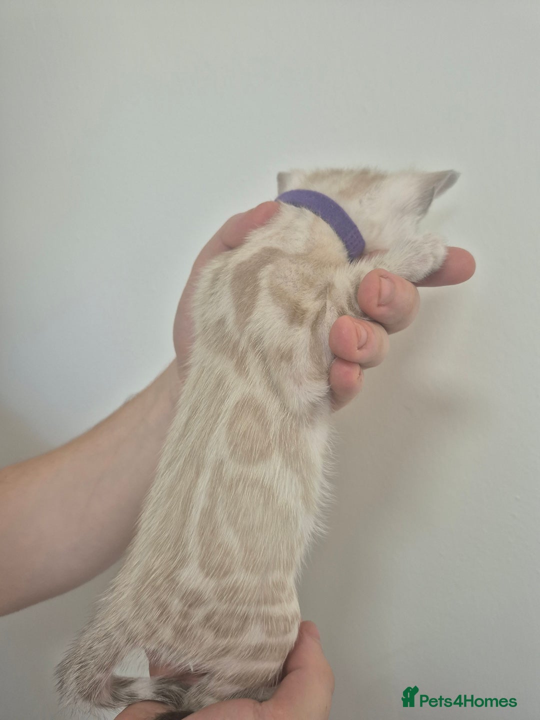 Bengal cats for sale: TICA large/clouded rosettes snow bengal kittens  - Image 5