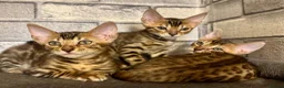 Bengal cats for sale: Beautiful Bengal kittens for loving homes. - Advert 5