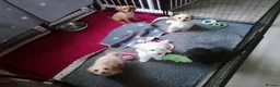 Mixed Breed dogs for sale: Cavapoochon puppies with 5 weeks free insurance  - Advert 19