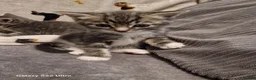 Mixed Breed cats for sale: Beautiful blue tabby kittens  - Advert 5