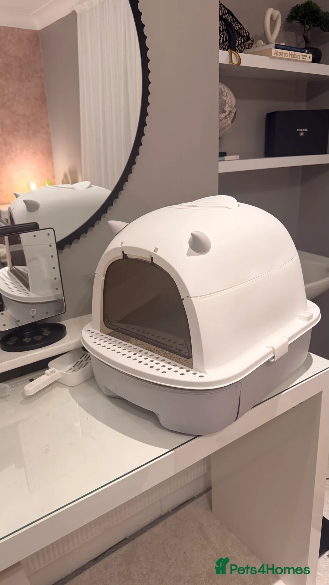 Mixed Breed cats for sale: domestic longhair kitten🐱 - Advert 6