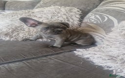 French Bulldog dogs for sale: Miss katie - Image 3