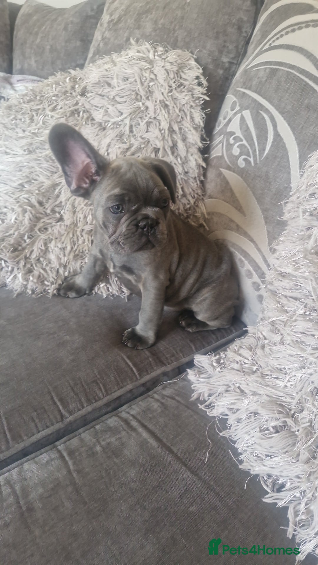 French Bulldog dogs for sale: Miss katie - Image 3