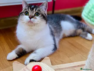 Scottish Fold cats Scottish fold kitten - Advert 4