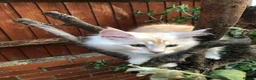 Maine Coon cats for sale: Stunning Maine Coon kittens ready for a new home. - Advert 19