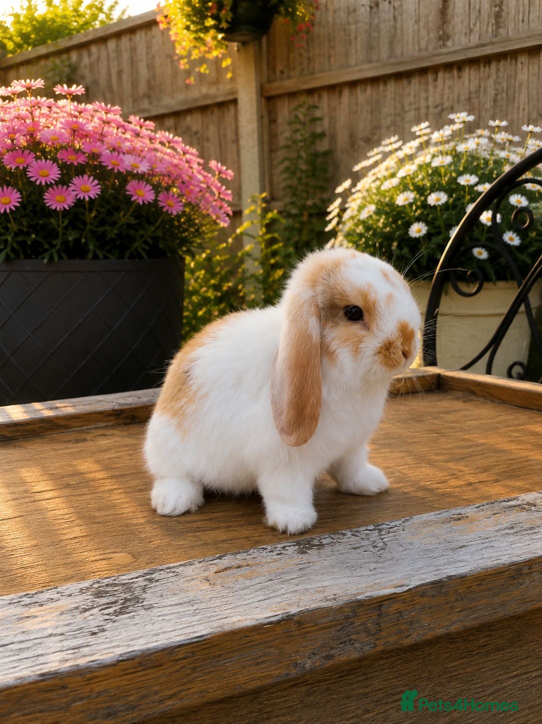 Mini Lop rabbits Minilop bunnies  - Advert 2