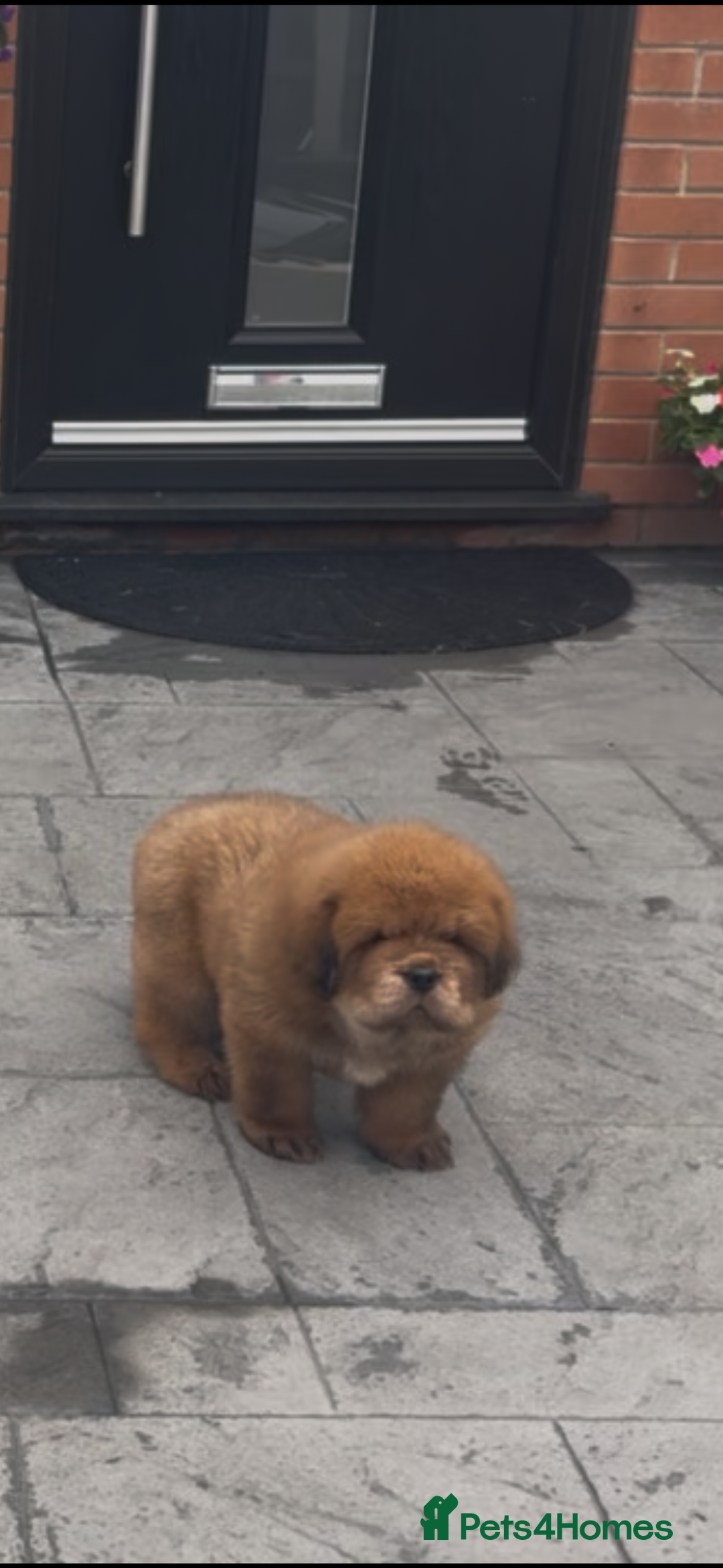 Tibetan Mastiff dogs for sale: Chinese Tibetan mastiff pups  - Image 16