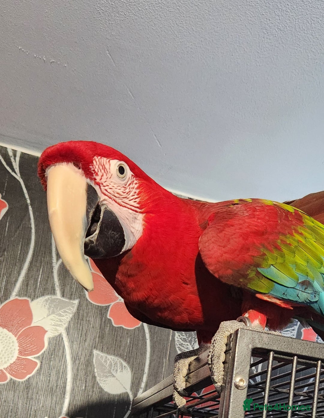 Budgerigars birds for sale: Tame green wing macaw  - Image 3