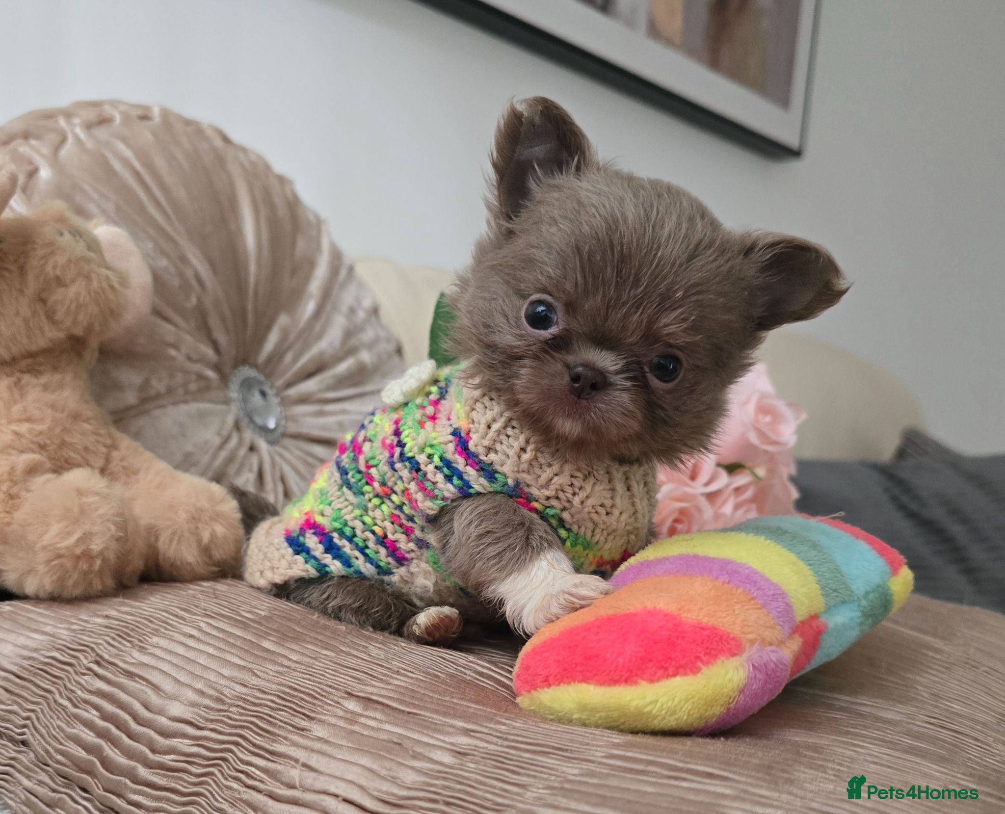 Chihuahua dogs Xx stunning Quality Kc Lilac Puppies Xx - Advert 1