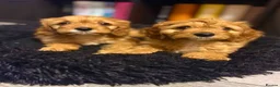Cavapoo dogs for sale: Beautiful Ruby Cavapoo Pups  in Stafford - Advert 2