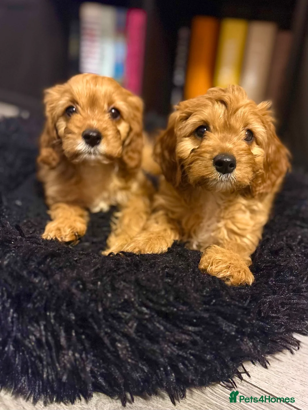 Cavapoo dogs for sale: Beautiful Ruby Cavapoo Pups  in Stafford - Advert 2