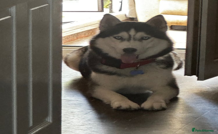 Siberian Husky dogs in Birmingham - Advert 1