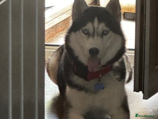 Siberian Husky dogs 🐺Lucky🐺 in Birmingham - Advert 6