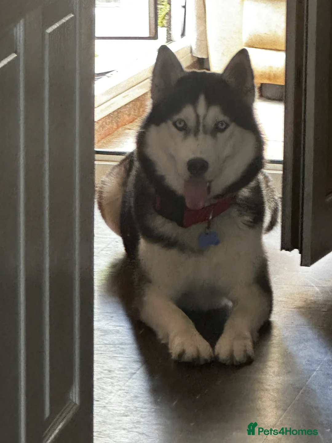 Siberian Husky dogs for stud: 🐺Lucky🐺 in Birmingham - Advert 1