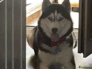 Siberian Husky dogs 🐺Lucky🐺 in Birmingham - Advert 12