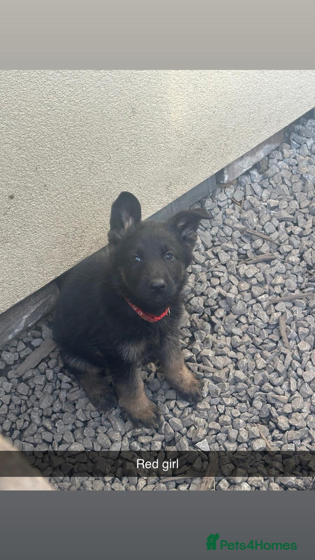 German Shepherd dogs for sale: Stunning blood line german shepherd puppy  - Image 4