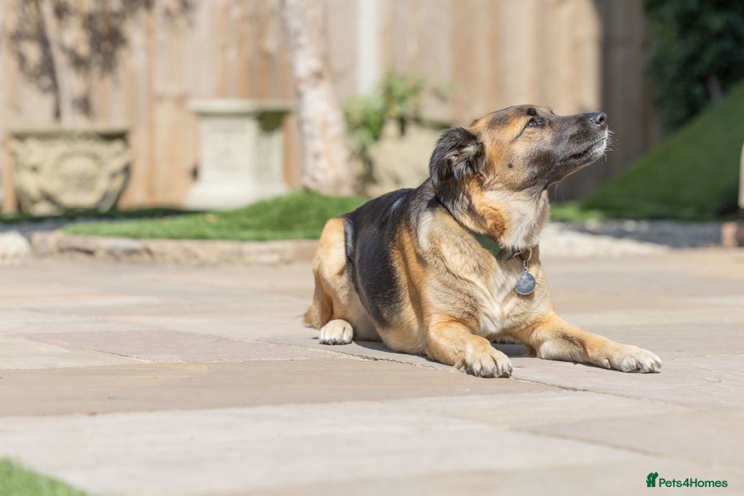Mixed Breed dogs for adoption: Super Shelby - Image 21