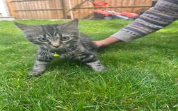 British Shorthair cats for sale: 3 beautiful kittens - Image 6